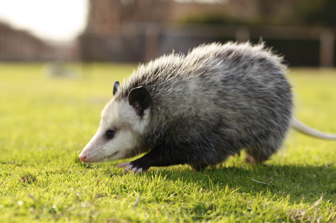 Opossums Какая Диета