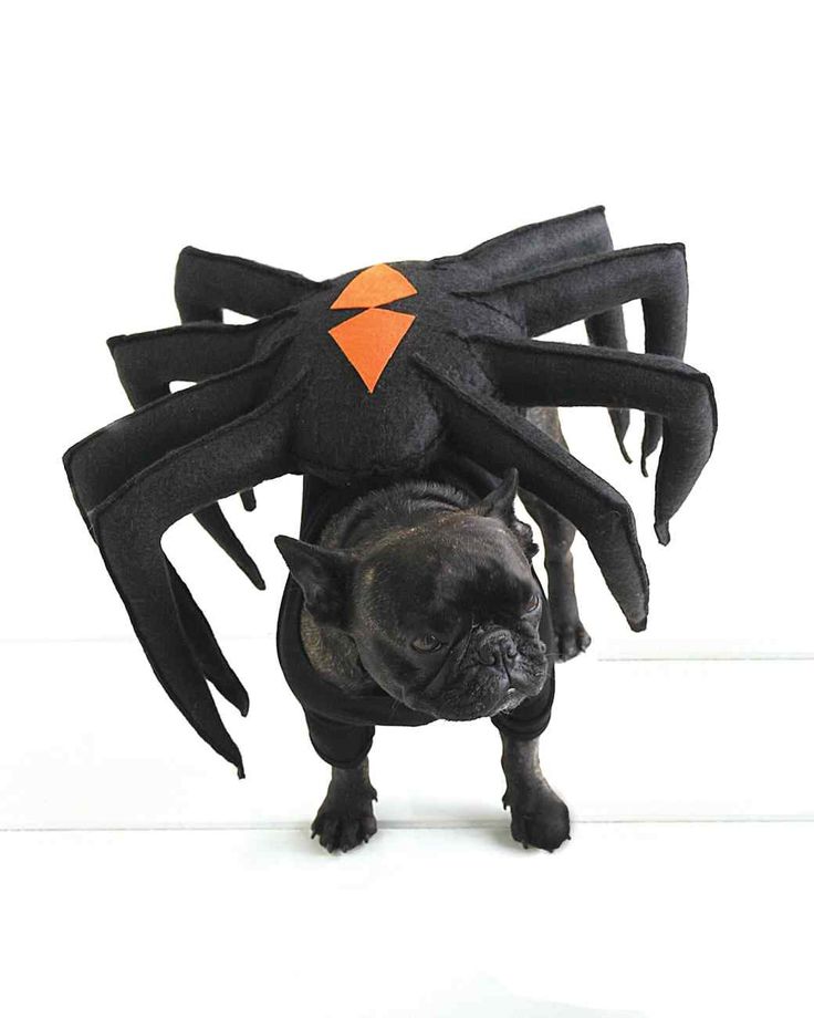 6b1f8e93a49bbaacd06a0393cd7a4603 Spider Dog Costumes Pet Halloween